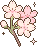 cherry blossom